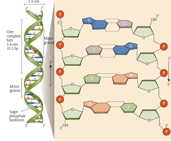 Molecular Biology – All Botany