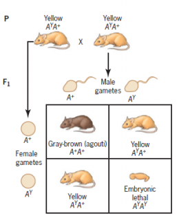 recessive lethal in mice