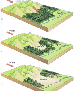 speciation1