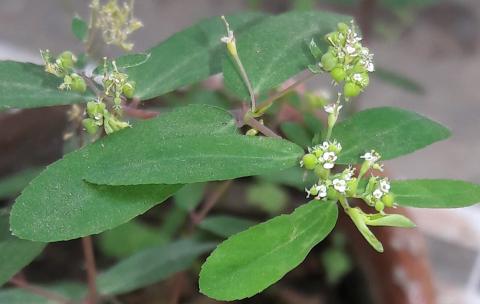 euphorbia_hypericifolia